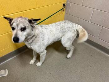 Siberian Husky and Mixed Breed Dogs Available for Adoption in Colorado Springs, Colorado - BETZY | PetCurious