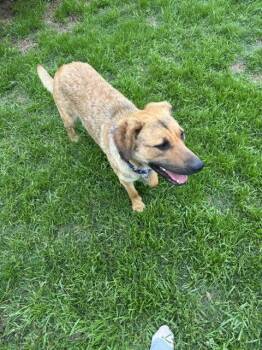 Anatolian Shepherd Dogs Available for Adoption in South Kingstown, Rhode Island - Dani Bea | PetCurious