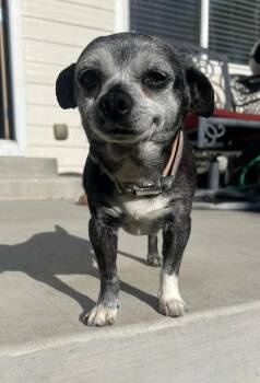 Chihuahua Dogs Available for Adoption in Fort Lupton, Colorado - Wesley | PetCurious