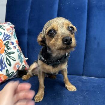 Lizzie -  Yorkshire Terrier Dog for Adoption in Hartford, Kentucky - Lizzie | PetCurious