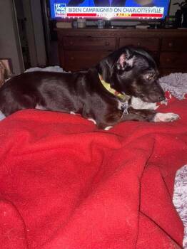 Grace Luisa -  Chihuahua Dog for Adoption in Mission Viejo, California - Grace Luisa | PetCurious