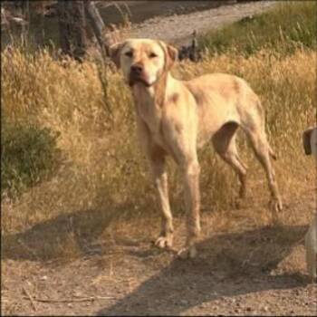 Jake -  Yellow Labrador Retriever Dog for Adoption in Thompson Falls, Montana - Jake | PetCurious