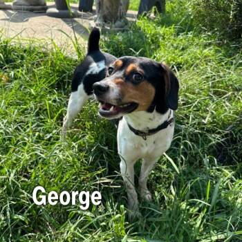 George -  Beagle Dog for Adoption in Oak Ridge, Tennessee - George | PetCurious