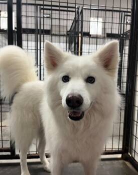 Rescue Samoyed Dogs for Adoption in Terre Haute, Indiana - Gigi | PetCurious