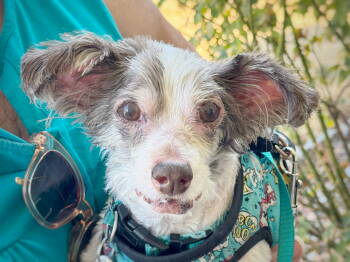 Rescue Poodle Dogs for Adoption in Pittsburg, California - *Bamboo Plant | PetCurious