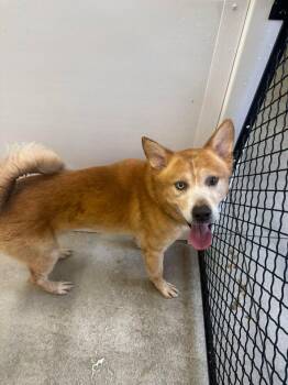 Husky and Labrador Retriever Dogs Available for Adoption in Winchester, Indiana - Jake | PetCurious