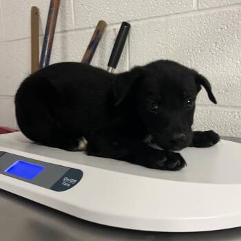Pete -  Shepherd Dog for Adoption in Edinburg, Texas - Pete | PetCurious