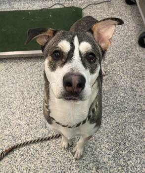 Siberian Husky Dogs Available for Adoption - Scout | PetCurious