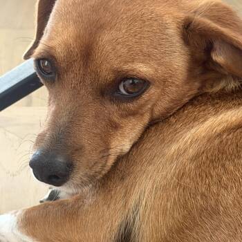 Mr. Velcro Draco -  Dachshund and Chihuahua Dog for Adoption in Ridgefield, Washington - Mr. Velcro Draco | PetCurious