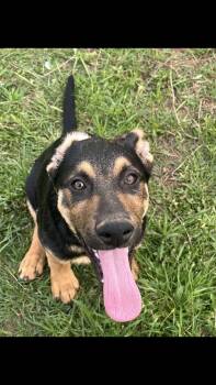 German Shepherd Dog Dogs Available for Adoption - Adam | PetCurious