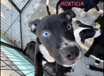 Morticia -  Rat Terrier and Pit Bull Terrier Dog for Adoption in Fort Pierce, Florida - Morticia | PetCurious