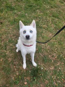 Klee Kai Dogs Available for Adoption in Matthews, North Carolina - Maximus | PetCurious
