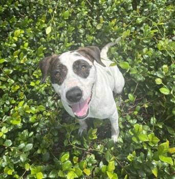 Bingo -  Mixed Breed Dog for Adoption in Kansas City, Missouri - Bingo | PetCurious