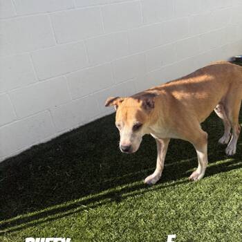 Rescue Mixed Breed Dogs for Adoption in Loxahatchee Groves, Florida - Buffy 0333 | PetCurious