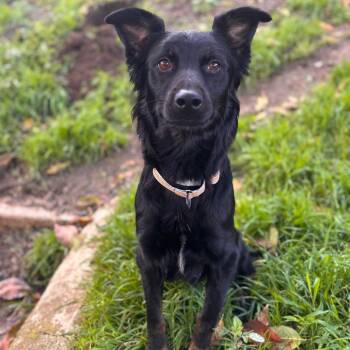 German Shepherd Dog Dogs Available for Adoption - Georgie May | PetCurious