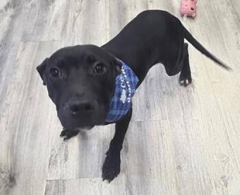 Pit Bull Terrier and Mixed Breed Dogs Available for Adoption in Daytona Beach, Florida - Valor - 2 | PetCurious