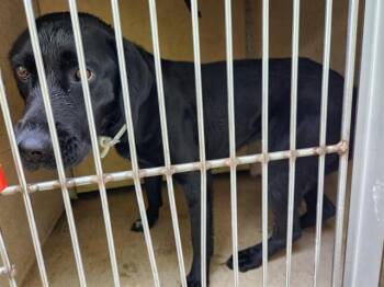 Labrador Retriever and Mixed Breed Dogs Available for Adoption - SHAKIRA | PetCurious