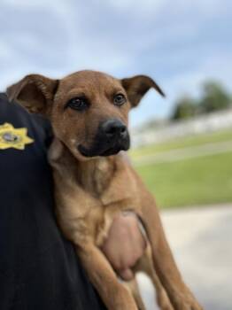 Shepherd Dogs Available for Adoption in Victorville, California - Rex | PetCurious