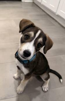 Vanilla Bean -  Siberian Husky Dog for Adoption in Fullerton, California - Vanilla Bean | PetCurious