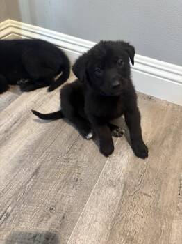 Labrador Retriever Dogs Available for Adoption in San Diego, California - Rosie