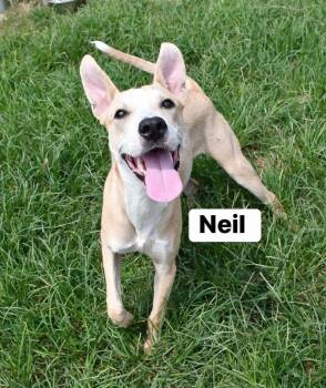 Rescue Carolina Dog Dogs for Adoption in Bronson, Texas - Neil | PetCurious