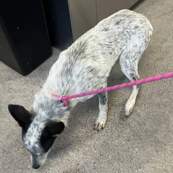 112130 -  Mixed Breed Dog for Adoption in Las Cruces, New Mexico - 112130 | PetCurious