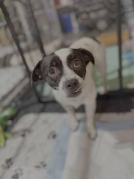 Speckles -  Chihuahua Dog Available for Adoption in Knoxville, Tennessee - Speckles | PetCurious