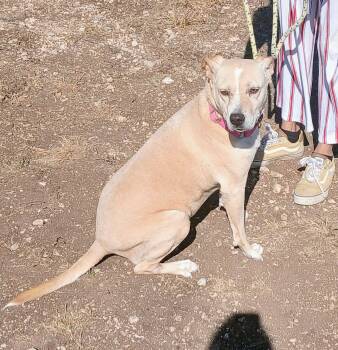 Rescue Basenji and Labrador Retriever Dogs for Adoption in Spring, Texas - MISS FAITH | PetCurious
