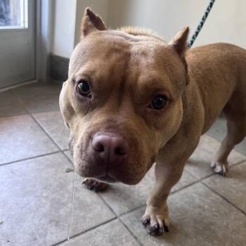 Sandy -  Mixed Breed Dog for Adoption in Chattanooga, Tennessee - Sandy | PetCurious