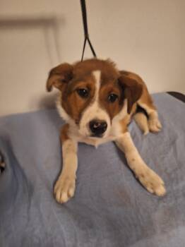 Sally -  Collie Dog for Adoption in Melbourne, Arkansas - Sally | PetCurious