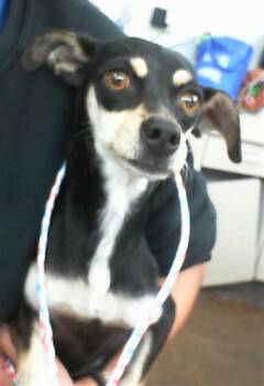 CHOFIS -  Mixed Breed Dog for Adoption in Dallas, Texas - CHOFIS | PetCurious