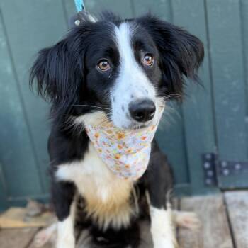Polly Anna -  Border Collie Dog for Adoption in Columbia, South Carolina - Polly Anna | PetCurious