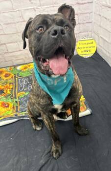 The Lich -  Cane Corso Dog for Adoption in Detroit, Michigan - The Lich | PetCurious