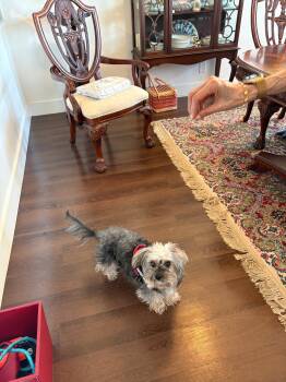 Yorkie Poo Dogs Available for Adoption - Loki | PetCurious