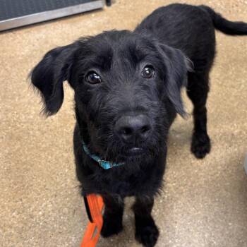 Mixed Breed Dogs Available for Adoption in Skokie, Illinois - Murphy | PetCurious