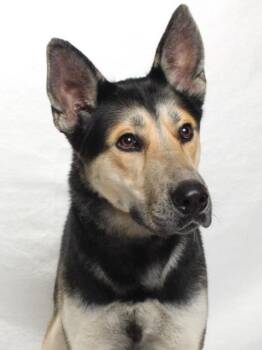 Rescue German Shepherd Dog and Siberian Husky Dogs for Adoption in Burbank, California - WHISKEY | PetCurious