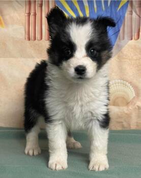 Border Collie Dogs Available for Adoption - Swan | PetCurious