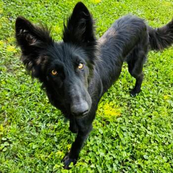 Gilbert -  Shepherd and Mixed Breed Dog for Adoption in Brownsboro, Alabama - Gilbert | PetCurious