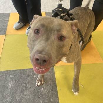 Pit Bull Terrier Dogs Available for Adoption in Philadelphia, Pennsylvania - Pup | PetCurious
