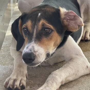 Coquito -  Treeing Walker Coonhound and Mixed Breed Dog for Adoption in Griswold, Connecticut - Coquito | PetCurious