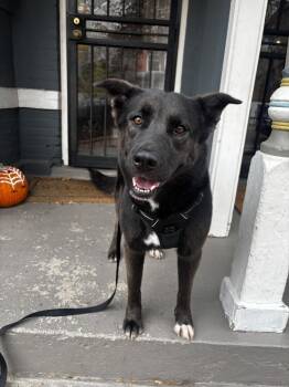 Rescue Shepherd and Labrador Retriever Dogs for Adoption in Denver, Colorado - Gizmo | PetCurious