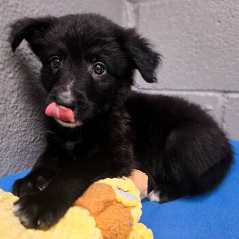 Colt -  Border Collie Dog for Adoption in Gainesville, Texas - Colt | PetCurious