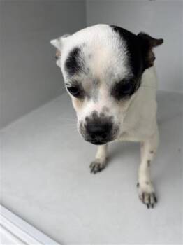 Chihuahua and Mixed Breed Dogs Available for Adoption in Houston, Texas - A655676 | PetCurious