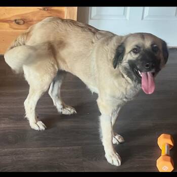 ALPHARETTA - Stellar -  Anatolian Shepherd and Mixed Breed Dog for Adoption in Blairsville, Georgia - ALPHARETTA - Stellar | PetCurious
