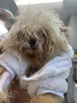 Rescue Mixed Breed Dogs for Adoption in West Chester, Pennsylvania - Clyde | PetCurious