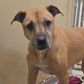 Black Mouth Cur and Mixed Breed Dogs Available for Adoption - Baby | PetCurious