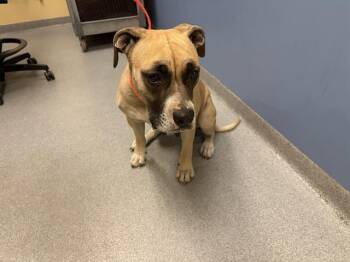 Boxer and Pit Bull Terrier Dogs Available for Adoption in Tustin, California - RHEA | PetCurious