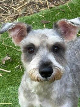 Murphy -  Miniature Schnauzer Dog for Adoption in Homer Glen, Illinois - Murphy | PetCurious