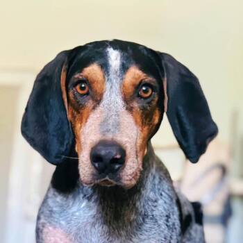 Louis (AL) -  Bluetick Coonhound Dog for Adoption - Louis (AL) | PetCurious