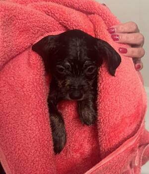 Rescue Terrier Dogs for Adoption in Plainfield, Illinois - Anna | PetCurious